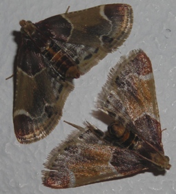 Pyralis farinalis (Pyralidae - Pyralinae)